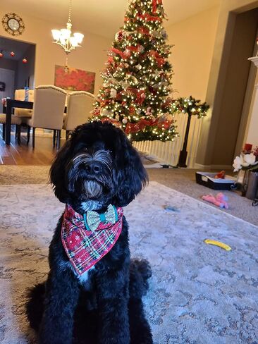 2 Pack Dog Bandana Christmas for Puppy Cat,Plaid Christmas Scarf for Dogs in Saudi Arabia