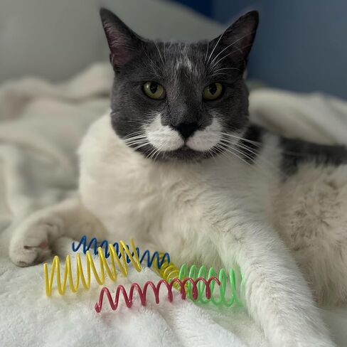 Ethical Thin Colorful Springs Cat Toy, 10-Pack, Medium Breeds in Kuwait