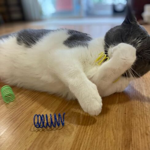 Ethical Thin Colorful Springs Cat Toy, 10-Pack, Medium Breeds in Kuwait