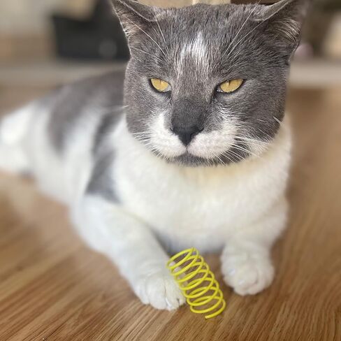 Ethical Thin Colorful Springs Cat Toy, 10-Pack, Medium Breeds in Kuwait