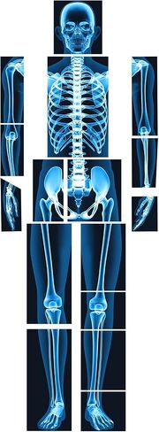 16 Pieces Human X Rays Bones X Rays Human Xrays for Kids Human Bones Body Display Play Table, Black and White in Saudi Arabia