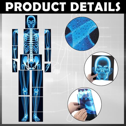 16 Pieces Human X Rays Bones X Rays Human Xrays for Kids Human Bones Body Display Play Table, Black and White in Saudi Arabia