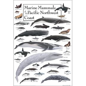 Earth Sky + Water - Marine Mammals of the Pacific Northwest Coast - Poster