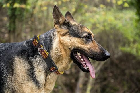 NBA PET Collar Boston Celtics Dog Collar, Size Medium Basketball Team Collar for Dogs & Cats. A Shiny & Colorful Dog & Cat Collar Licensed by The NBA in Kuwait