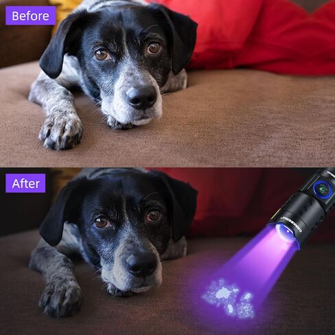 DARKBEAM UV 365nm Flashlight Black Light LED، مشاعل الأشعة فوق البنفسجية، مصباح أخشاب USB -C قوي قابل لإعادة الشحن، مقاوم للماء قابل للتركيز، كشف تسرب بول الحيوانات الأليفة والتيار المتردد، لعلاج الراتنج in Kuwait