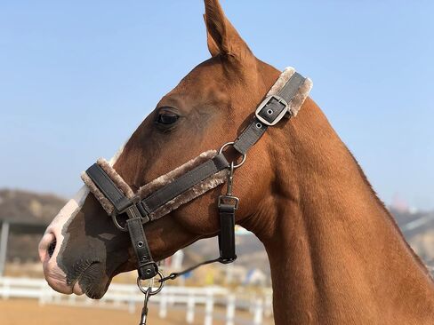 TGW ركوب Sheepskin Harter Harter Headcollar Head Head Term مع شريط فرو فو (أسود داكن ، ث/دافئ) in Kuwait