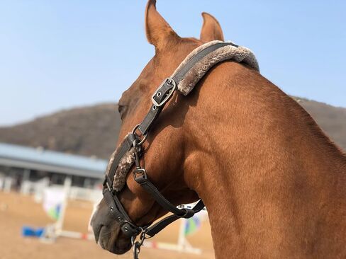 TGW ركوب Sheepskin Harter Harter Headcollar Head Head Term مع شريط فرو فو (أسود داكن ، ث/دافئ) in Kuwait