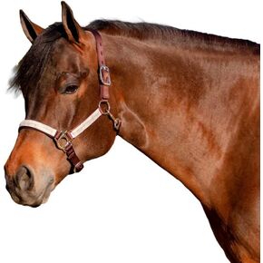Kensington Premium Breakaway Halter with Padded Nose — Added Breakaway Safety Measures — Snap at Throat for Identical Fit Each Time