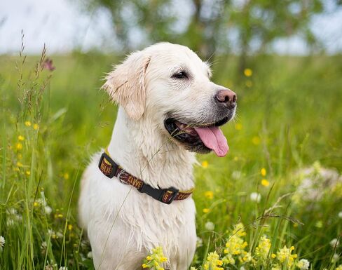 طوق كرة السلة للكلاب من NBA PET، طوق فريق كرة السلة متوسط ​​الحجم للكلاب والقطط. طوق للكلاب والقطط لامع وملون مرخص من الرابطة الوطنية لكرة السلة in Saudi Arabia