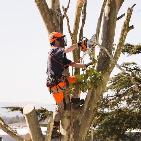 Tree Climbing Spikes,Tree Climbing Kit,Tree Climbing Gear,Suitable for Fruit Picking,Tree Climbing,Hunting in Kuwait