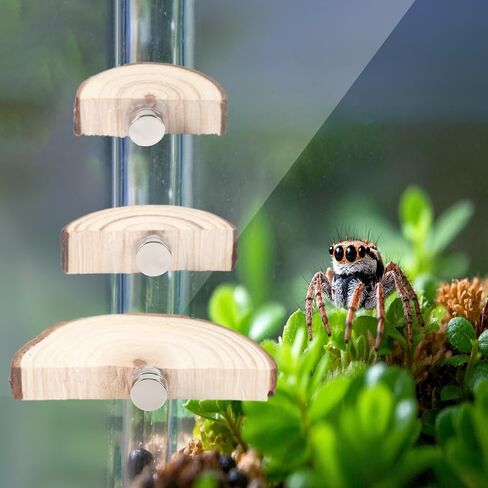 3pcs Jumping Spider Enclosure Ledges, Magnetic Jumping Spider Enclosure Ledges Ladder Magnets Jumping Spider Habitat Pet Spider Enclosure Accessories in Saudi Arabia