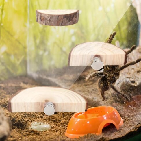 3pcs Jumping Spider Enclosure Ledges, Magnetic Jumping Spider Enclosure Ledges Ladder Magnets Jumping Spider Habitat Pet Spider Enclosure Accessories in Saudi Arabia