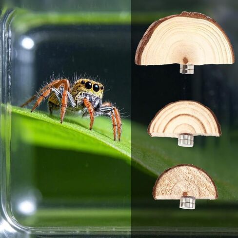 3pcs Jumping Spider Enclosure Ledges, Magnetic Jumping Spider Enclosure Ledges Ladder Magnets Jumping Spider Habitat Pet Spider Enclosure Accessories in Saudi Arabia