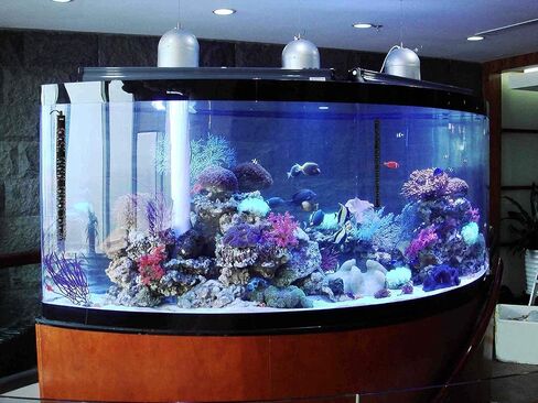 Aquarium Heater 100W/300W/500W Fish Tank Heater Submersible Auto Thermostat Turtle Tank Heater 10-90 Gallon with Protective Sleeve and 3 Suckers in Kuwait