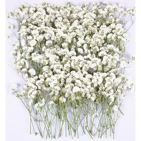 50pcs babys التنفس الزهور المجففة المجففة للحرف اليدوية ، Xinxinran White Dry Flowers Kit لإكسسوارات دعوة الزفاف ، المرجعية ، قوالب المجوهر