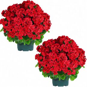 QIANYUN Artificial Topiary for Outdoors- 20" Potted Plant Fake Geraniums Bush-UV Resistant Artificial Outdoor Plant for Front Porch, Garden, Yard, Patio Decor (Dark Pink)