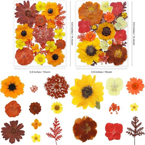 269pcs زهور مضغوطة مجففة للرياحات الحرف - يونغبرو الطبيعة الحقيقية مجموعة مع ملصقات الفراشة لمجوهرات DIY مسامير القصاصة الفنية الأزهار ديكورز in Kuwait