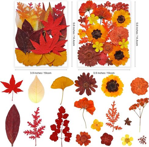 269pcs زهور مضغوطة مجففة للرياحات الحرف - يونغبرو الطبيعة الحقيقية مجموعة مع ملصقات الفراشة لمجوهرات DIY مسامير القصاصة الفنية الأزهار ديكورز in Kuwait
