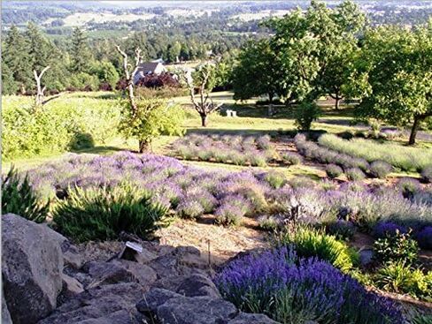 Victoria's Lavender Pillow and Linen Spray Sleep Better Tonight, Pure Lavender Essential Oil Handmade in Oregon, Made in USA (8 oz) in Saudi Arabia