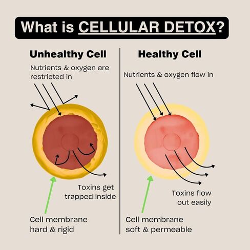 MSM Cellular Detox, Organic Sulfur, Gluten-Free, Dairy-Free, Vegan, 99.9% Pure, Made in The USA, 0g Sugar (64 Servings) in Saudi Arabia