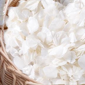3000+PCS حقيقية العاج أبيض مجفف بتلات الزهرة المجففة - بتلات زهرة بيضاء طبيعية 100 ٪ لحفلات الزفاف ، سلة فتاة زهرة ، ديكور ليلي رومانسي ، يدوية DIY (2.12 أوقية)