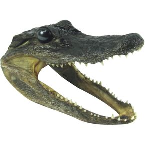 معلمي الكنز 5-6 "التمساح الأصلي لتصنيع التمساح Gator Head أصيلة جمجمة حيوانات حيوانية حقيقية حقيقية