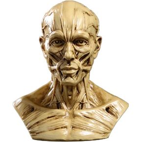 Toyandona Head Anatomy نصف النموذج البشري راتنجات الجمجمة الجمجمة النحت عضلات العظام لفنان طبي رسم دراسة مكتب سطح المكتب على سطح المكتب (البيج)