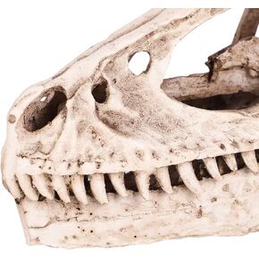 TBEST Dinosaur Skull Skulls ، Halloween Animal Skeleton Bones Dinosaur Skull تمثال ، 3D Skull Dinosaur Skull Model محاكاة للحيوان