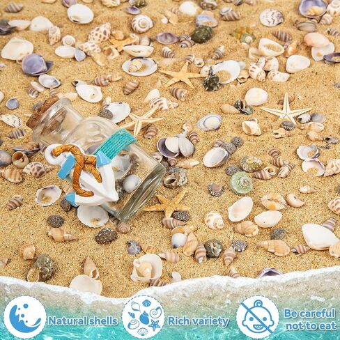 قذائف البحر الصغيرة و 6 ستار البحر ديكور مختلطة المحيطات الشاطئ الحلزوني للديكور المنزلي ، الزفاف ، ديكور ، ديكور الشاطئ ، حشو المزهرية ، ديكور موضوع المحيط ، خزان السمك ، صنع الحلي ديي in Kuwait