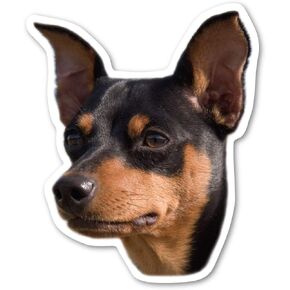 Miniature Pinscher Dog Magnet by Magnet America is 4.875" x 4" Made for Vehicles and Refrigerators