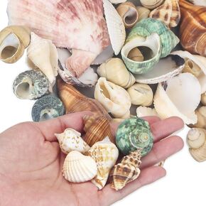 Sea Shells for Crafting, Natural Mixed Sea Shell,Mini Conch & Starfish DIY Micro Landscape Seashells Decor for Fish Tanks Vase Fillers and Home Decorations