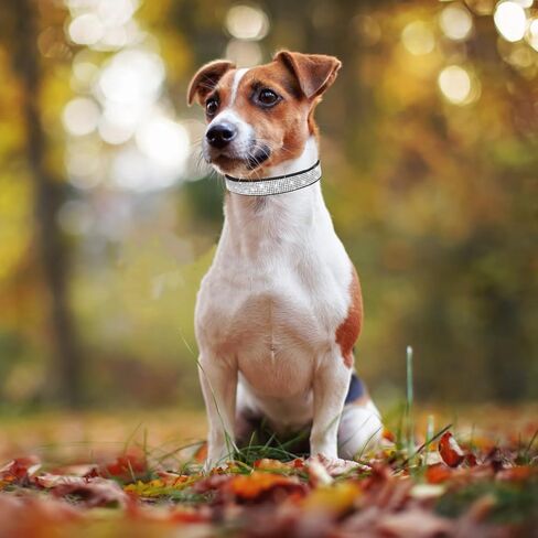 طوق الكلاب ، طوق الكلب من الكلاب بلينغ ، جلود جلدية قابلة للتعديل لترابط الكلاب للقطط الصغيرة المتوسطة كبيرة السلالات الكلاب ، الوردي in Kuwait