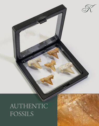 KALIFANO Authentic Large Arthropod Calymene Trilobite Fossil from Morocco - Marine Trilobita/Calymene for Fossil Collections and Education Purposes (Information Card Included) in Saudi Arabia