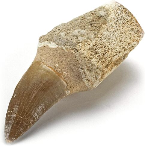 KALIFANO Authentic Large Arthropod Calymene Trilobite Fossil from Morocco - Marine Trilobita/Calymene for Fossil Collections and Education Purposes (Information Card Included) in Saudi Arabia