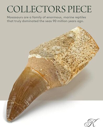 KALIFANO Authentic Large Arthropod Calymene Trilobite Fossil from Morocco - Marine Trilobita/Calymene for Fossil Collections and Education Purposes (Information Card Included) in Saudi Arabia