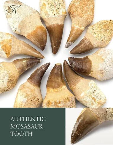 KALIFANO Authentic Large Arthropod Calymene Trilobite Fossil from Morocco - Marine Trilobita/Calymene for Fossil Collections and Education Purposes (Information Card Included) in Saudi Arabia