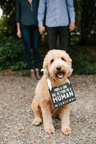 Pearhead Pet's Baby Announcement Chalkboard Photo Prop Sign, Mom & Dad are Getting me a Human! in Saudi Arabia
