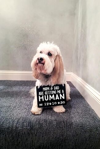 Pearhead Pet's Baby Announcement Chalkboard Photo Prop Sign, Mom & Dad are Getting me a Human! in Saudi Arabia