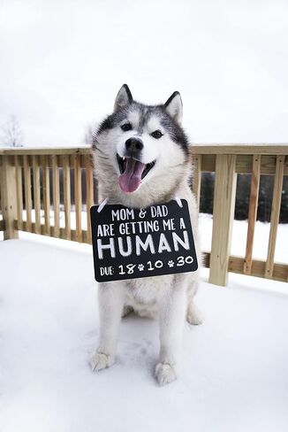 Pearhead Pet's Baby Announcement Chalkboard Photo Prop Sign, Mom & Dad are Getting me a Human! in Saudi Arabia