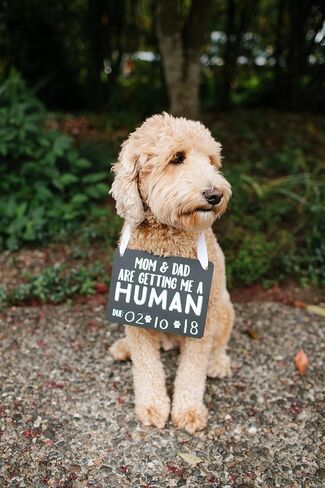 Pearhead Pet's Baby Announcement Chalkboard Photo Prop Sign, Mom & Dad are Getting me a Human! in Saudi Arabia