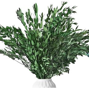 25+ Real Dried Parvifolia Eucalyptus Stems - 6Oz Preserved Natural Green Eucalyptus Leaves, 17'' Perfect for Shower Hanging, Wedding Decor, Home Arrangement, Vase Filler