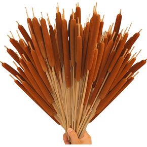 40 PCS Cattails Natural Cattails الزهور Jumbo 17 بوصة Cattail حقيقية بني سيقان حزم النباتات البالية الزهرة الجافة لترتيبات الأزهار DIY ، زفاف منزل حدائق المكاتب المنزلية