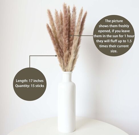 100 سيقان مجففة بامباس العشب ، بوهو جدول ديكور طاولة القصب الطبيعي phragmites العشب ، عشب بامباس كبير ، باقة زهور ذيول الأرنب لترتيبات الزفاف الزفاف in Kuwait