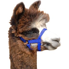 Weaver Leather unisex adult Livestock Halter Nylon ALPACA 5 8IN LG BL, Blue, Large Pack of 1 US