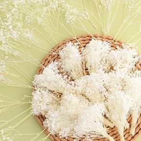 6000+ Ivory White Dried Baby's Breath Flowers Bouquet, 100Pcs Mini Real 100% Natural Gypsophila Bulk for Christmas Tree Decorations, DIY Crafts, Wedding Decor, Invitations, Candle Making