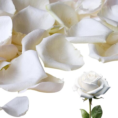 3.5 Oz Dried Rose Petals Wedding Biodegradable Petals, Natural Preservation Real Flower Petals, Suitable for Flower Petals for Flower Girl, Romantic Night, Table Decoration (White, 100g) in Saudi Arabia