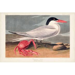 Pl 273 Cyenne Tern Poster Print - John James Audubon (24 x 18)