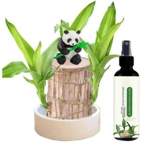 Brazilian Wood Plant Brazilian Lucky Wood Plant
