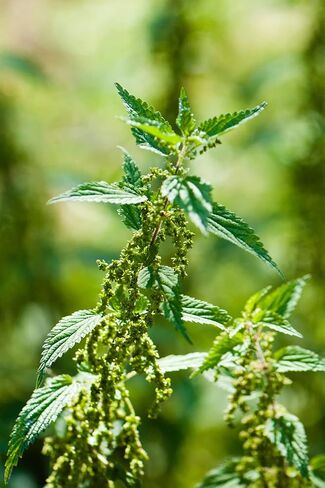 Health Embassy Stinging Nettle Leaf | Urtica Dioica L | Herbal Tea (50g) in Saudi Arabia