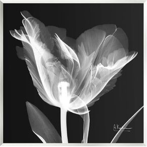 Stupell Industries Tulip Flower X-Ray Wall Plaque Art by Albert Koetsier